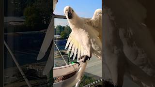 Wild Cockatoos 🤍 Balcony visit shorts birds wild cockatoo sydney [upl. by Maiga]