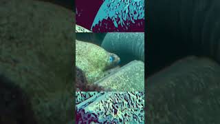 The Moray Eel Actually Terrifying short vlog eel aquarium [upl. by Bamberger144]