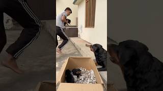 Rottweiler ke puppies le kr bhag gya 😂mother reaction 🥰rottweiler puppy motherlove [upl. by Devad]