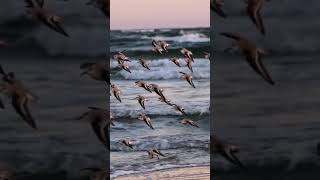 Fun facts about Sanderlings the amazing birds that run from waves 🌊🐦 NatureFacts Birds [upl. by Harty784]