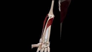 Closeup of wrist muscles in action 3d anatomy animation 3danimation [upl. by Reema]