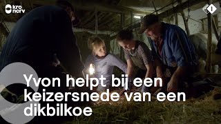 Yvon mag assisteren bij een speciale operatie een keizersnede bij een dikbilkoe  Onze boerderij [upl. by Nylessej]