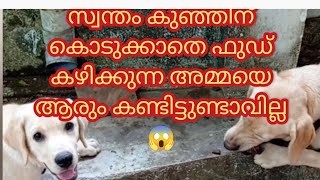 സ്വന്തം കുഞ്ഞിന് കൊടുക്കാതെ ഫുഡ്‌ കഴിക്കുന്ന അമ്മയെ ആരും കണ്ടിട്ടുണ്ടാവില്ല 😱dog labrador [upl. by Ottie]