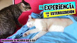 Operé a mis TRES Gatos Mi EXPERIENCIA con GATOS recién ESTERILIZADOS DivertiCats [upl. by Retsim]