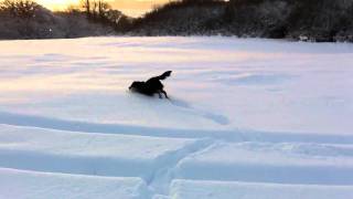 Flat coated retriever in the snow [upl. by Felisha]