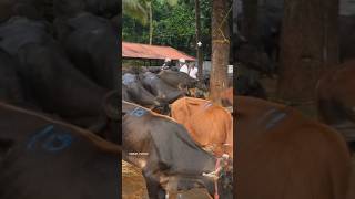 ₹35000 രൂപക്ക് buffalo  beef  cattlemarket buffalo bulls cows livestock beef market kerala [upl. by Haduj]