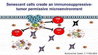 Deciphering Aging Linking senescence with DNA Damage and the cell cycle [upl. by Furnary]