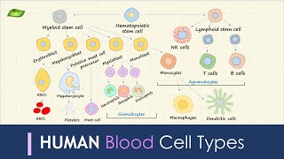 Human Blood Cell Types  Immunology  Basic Science Series [upl. by Aicirtan678]