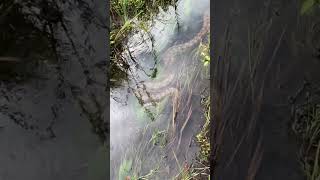 ¿Gigantes del Amazonas Anacondas ASOMBROSAS en su hábitat natural [upl. by Syman]