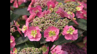 Proven Winners Tuff Stuff Hydrangea [upl. by Eirdua]