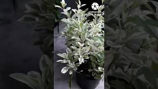 Pittosporum PlantSummer growing Indoor plant Euonymus plantshorts [upl. by Barbe]