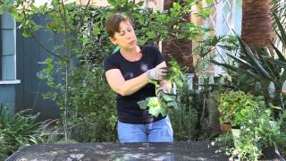 How to Pollinate Indoor Cucumbers  Garden Space [upl. by Arenat]