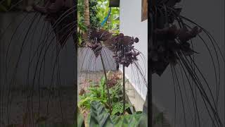 Tacca  Bat Plant Flower  Bat Lily [upl. by Zinck]