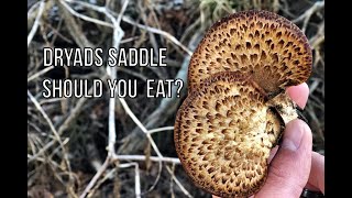 Dryads Saddle Pheasant Back Good to Eat Clean and Cook [upl. by Anoli]