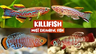 Most colourful fish in the world  Killifish  Killifish Tankmates Killifish breeding Care Food🐠 [upl. by Droflim]