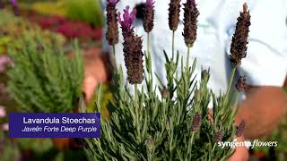 Lavandula Stoechas [upl. by Starbuck]