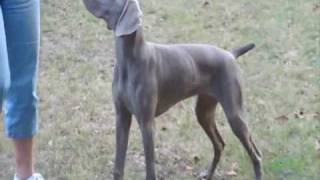 Weimaraner quotWrigleyquot  Conformation Practice [upl. by Maurita98]