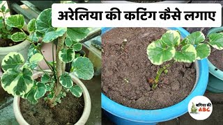 अरेलिया की कटिंग  How to Propagate Aralia Dinner Plate Plant  Aralia Dinner Plate Plant [upl. by Nalra]