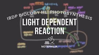 IB Biology HL Photosynthesis  Light Dependent Reaction [upl. by Yllus]