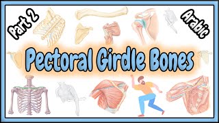 74 Pectoral Girdle Bones  Shoulder Girdle  Appendicular Skeletal System  عظام الحزام الصدري [upl. by Amatruda510]