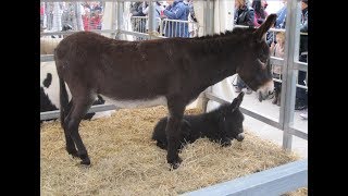 Características y Funciones del Burro  TvAgro por Juan Gonzalo Angel [upl. by Urata]