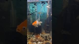 Gold fish ande dene wali hai goldfish shorts mollyfish aquarium viralvideo fishing fish [upl. by Pattison]