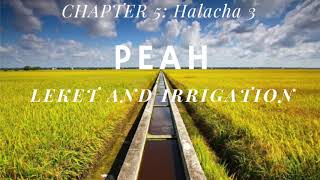 Yerushalmi Daf Yomi quotLeket and Irrigationquot Peah Chapter 5  Halacha 3 [upl. by Neiman]