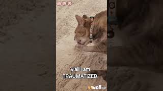 The cat’s cleaning his arse🤣🤣🤣foryou funny fyp funny funnyanimals kitty cat cats [upl. by Sacrod]