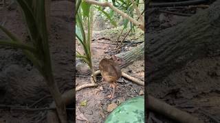 Greater MouseDeer [upl. by Anib569]