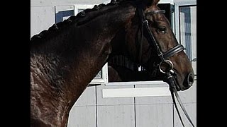 SOLD 2012 Hanoverian hunter gelding super sane and easy [upl. by Liatris]