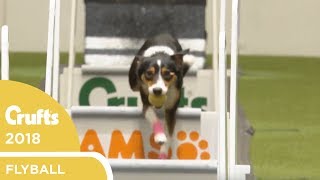 Flyball  Team SemiFinals  Crufts 2018 [upl. by Adnohsirk]