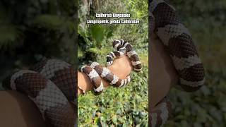 The California Kingsnake Lampropeltis getula californiae 🙌🏼🐍🌎 wildlife facts snake shorts [upl. by Aehta]