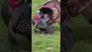 Exotic pets shortvideo birds viralvideo trandingshorts turkey [upl. by Adnarb219]