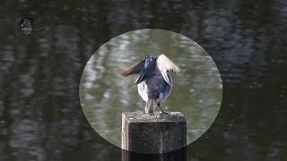 BERGERONNETTE GriseChantMotacilla alba  BRUITX [upl. by Niknar764]