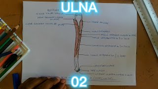 ULNA SCHEMA 02  VUE POSTERIEURE  ANATOMIE [upl. by Stovall]