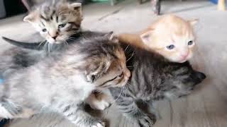 Tiernos gatitos bebes recién nacidos maullando y llamando a su mamá [upl. by Suoirtemed972]