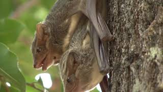 Mauritian Tomb Bats mating and squeaking on a tree trunk in daylight [upl. by Haidebez]