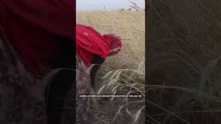 Can We Save The Great Indian Bustard [upl. by Norved]