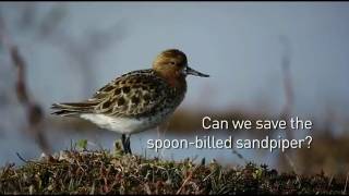 The Spoonbilled Sandpiper expedition  WWT [upl. by Alyar]