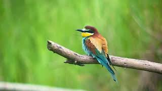 Guêpier d’Europe European Beeeater Merops apiaster Aisne juin 2024 [upl. by Surtimed]