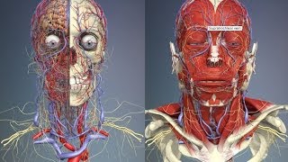 3D Анатомия человека  голова и шея  3D Anatomy human  head and neck [upl. by Rikahs]