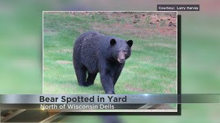 Bear spotted in Wisconsin yard [upl. by Jeuz]