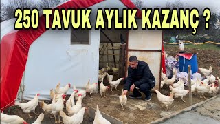 250 TAVUK AYDA KAÇ PARA KAZANDIRIR   46000 ₺ye Kendi İşinin Patronu Ol [upl. by Olaznog]