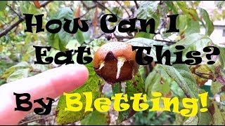 Learn About the Ancient Medlar Fruit amp The Process of Bletting [upl. by Hammer]