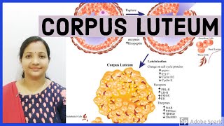 Formation of corpus luteumCorpus albicansBiologyNEET by SP Mam [upl. by Zilef429]