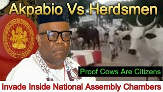 Akpabio WATCH Cows Invade National Assembly [upl. by Irdua517]