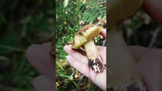 Identifying edible mushrooms  Bay bolete aka Imleria badia [upl. by Palermo]