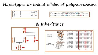 Haplotypes or alleles of linked polymorphisms amp Inheritance Tutorial [upl. by Verge329]