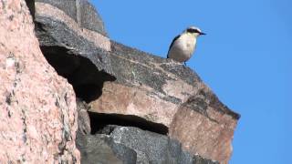 Wheatear on top of the stone wall vocalizing [upl. by Yonina904]