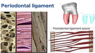 Periodontal ligament [upl. by Nassi]